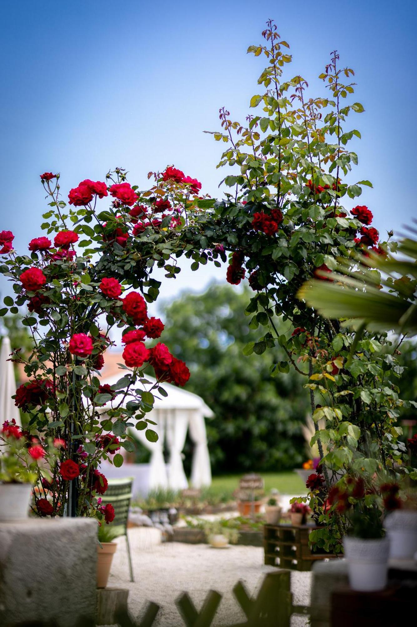 Villa Nada Lovran Exteriér fotografie